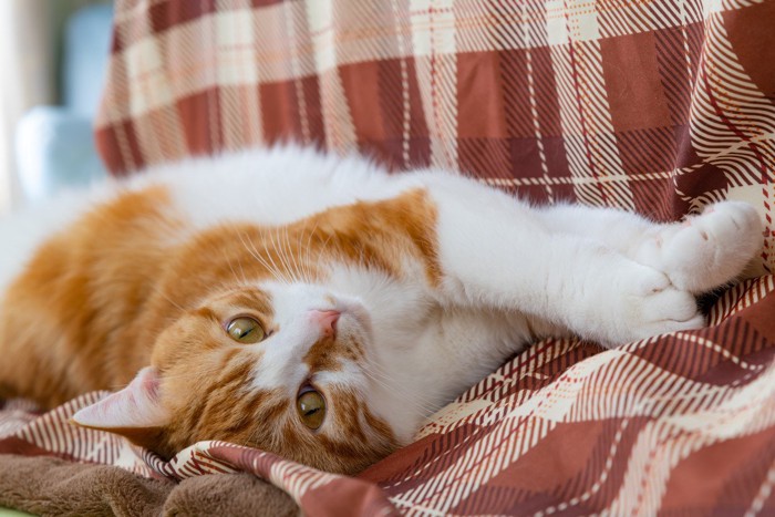 こたつの横でごろごろする茶白ネコ