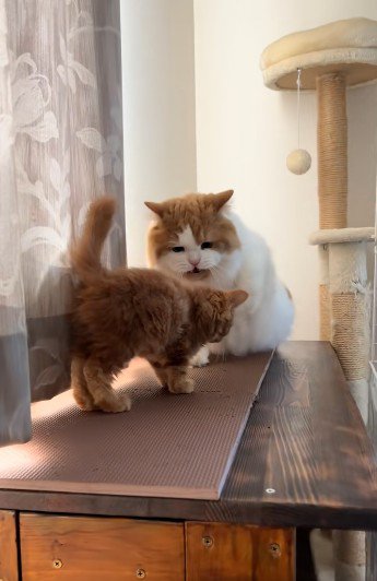 子猫に向かって鳴いている猫