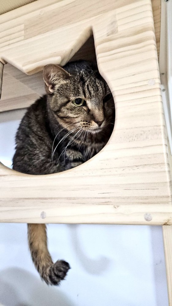 箱に隠れている猫