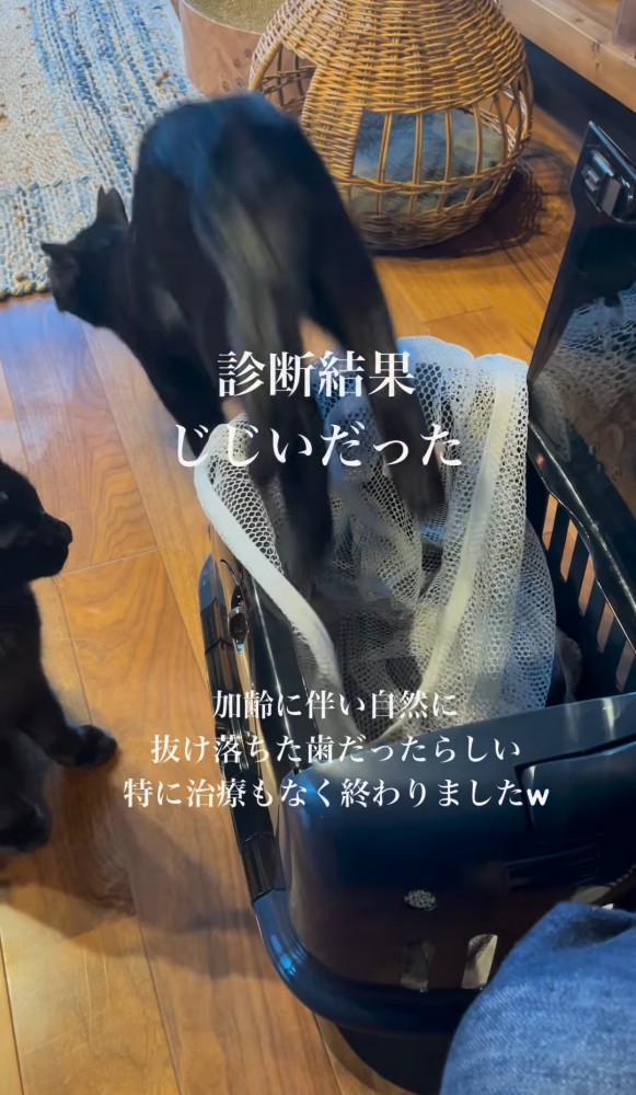 キャリーから飛び出す猫