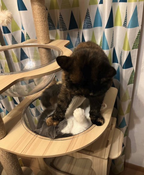 キャットタワーにいる2匹の猫斜め横