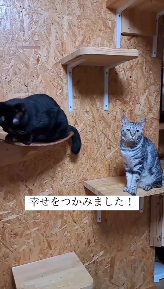 キャットウォークの上の2匹の猫2