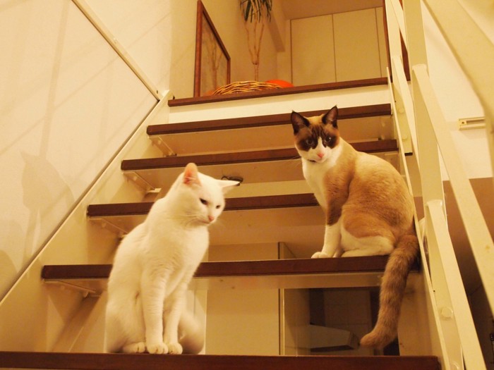 階段にいる2匹の猫