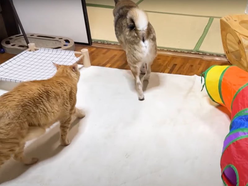 犬についていく猫