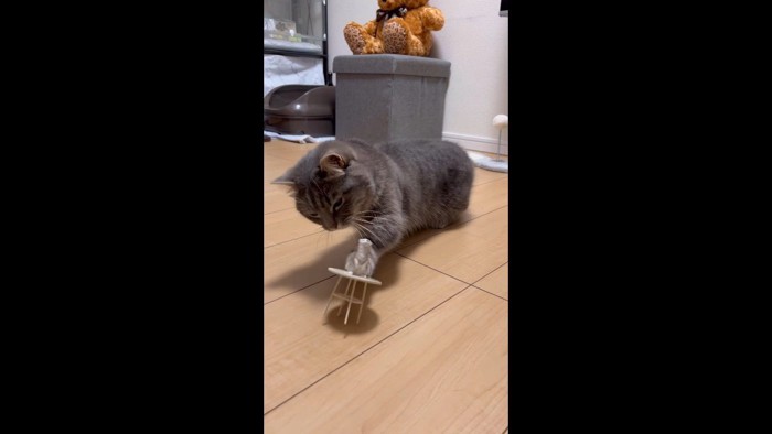 前足でテーブルにタッチ