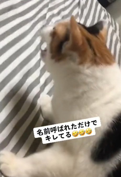 名前を呼ばれて怒るミケ猫
