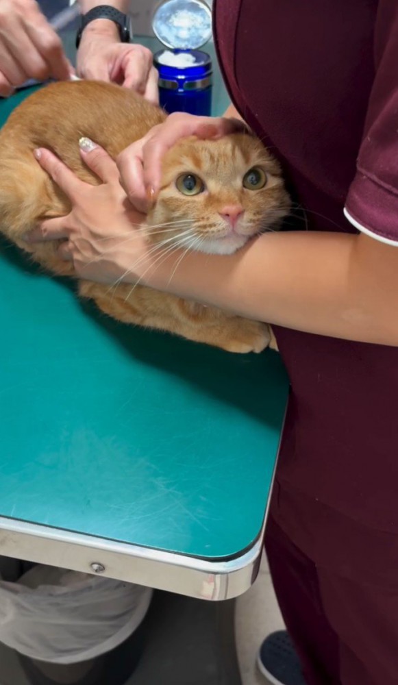 診察台上の茶トラ(注射中)