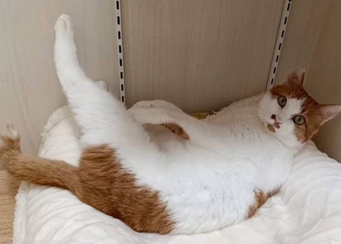 後ろ足を伸ばす猫