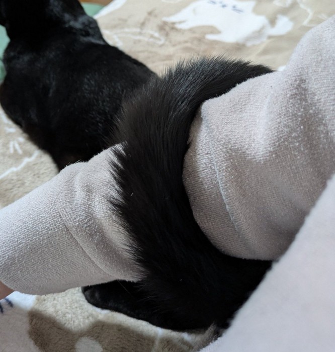 腕に巻きつく黒猫のしっぽ