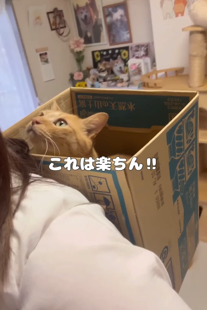 上を見ている猫