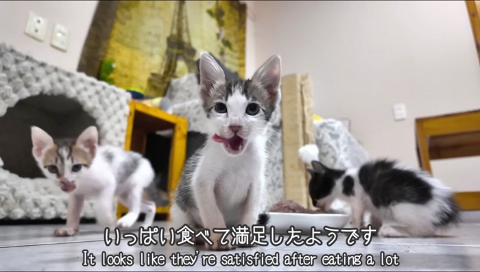 カメラを見つめて口元を舐める子猫