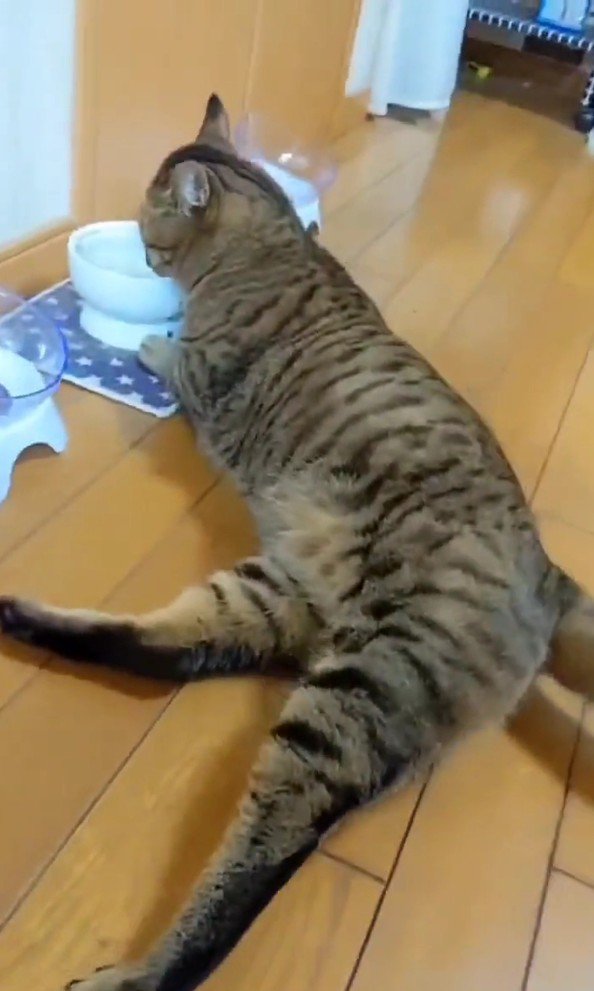 水を飲むトロロくん