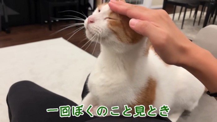 撫でられる師匠