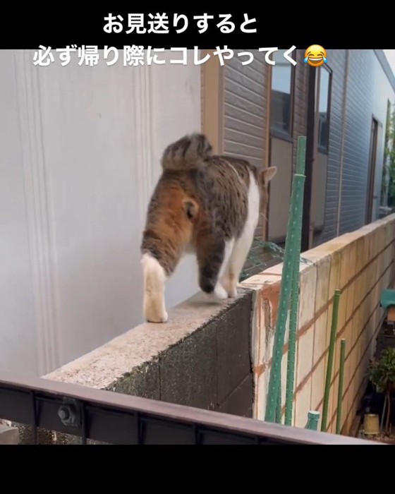 歩いている猫の後ろ姿