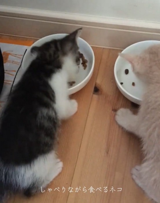 美味しそうにご飯を食べる2匹の猫