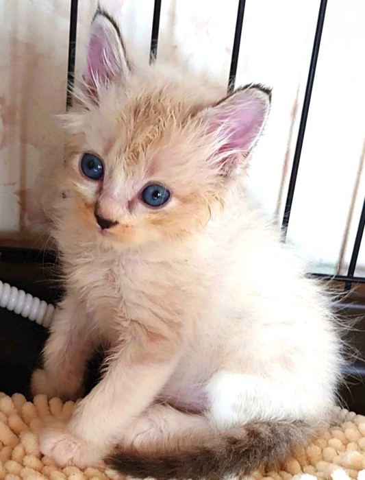 子猫時代の白猫さん