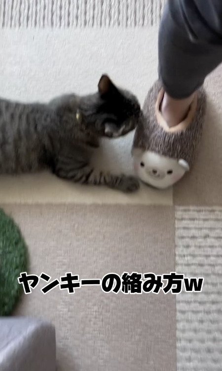 猫にスリッパをかすらせる飼い主