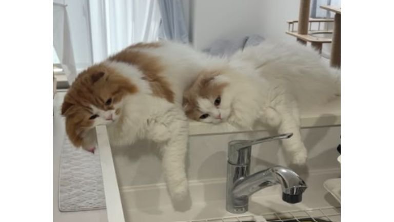シンクにいた猫