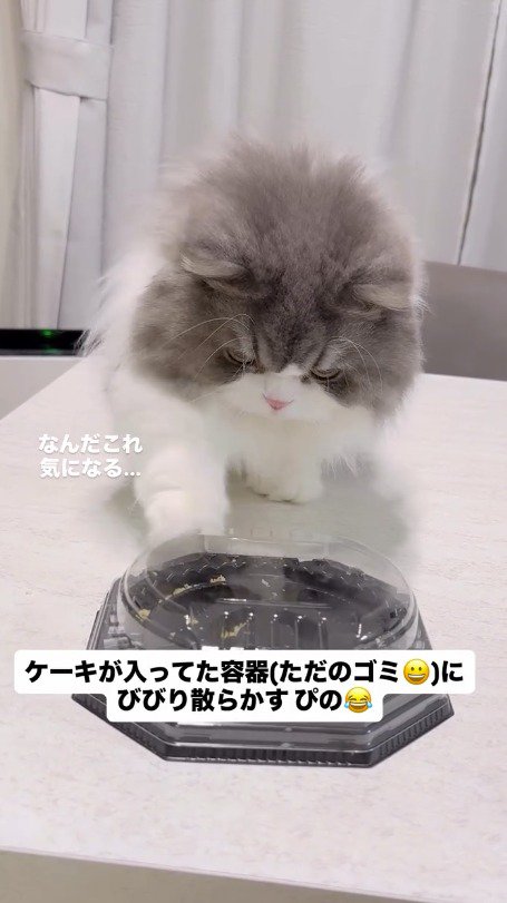 ケーキの容器に前足を触れる猫