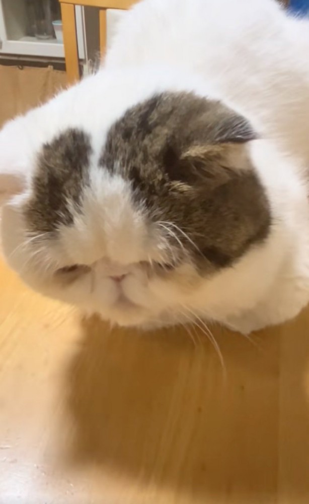 香箱座り
