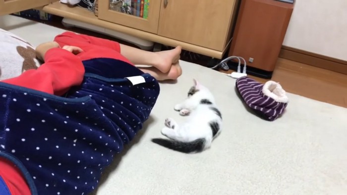男の子の隣で眠る子猫