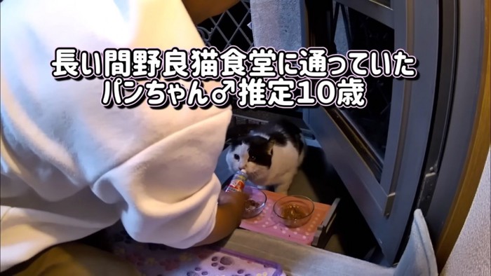 野良猫食堂