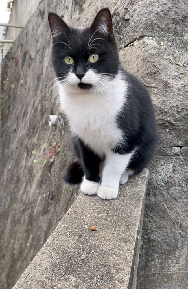 塀の上に登る猫