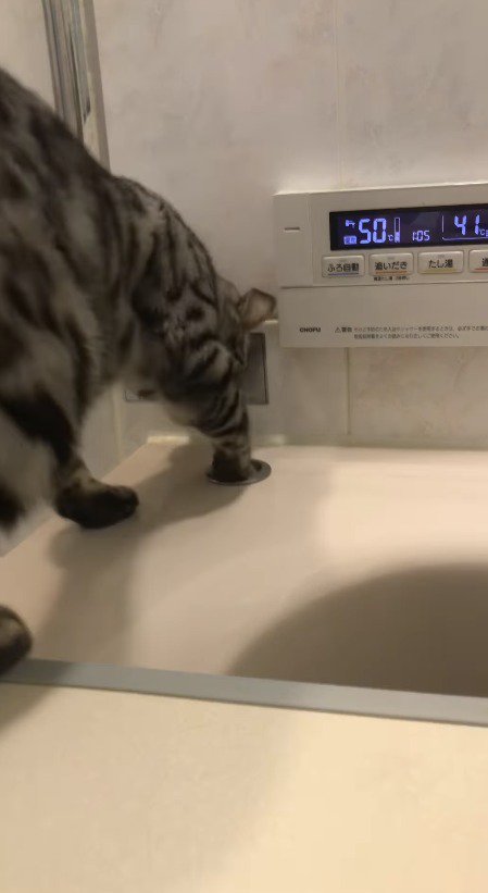 排水栓を前足で押す猫