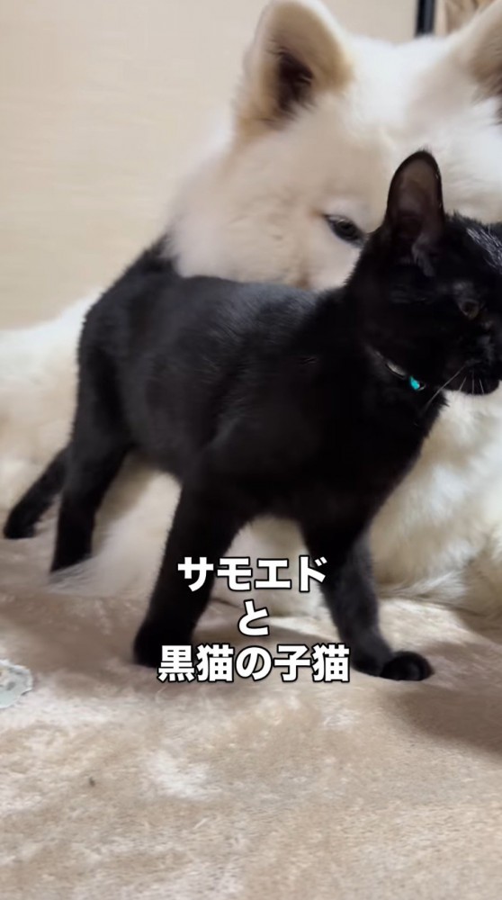 犬の顔に体をすり寄せて甘える子猫