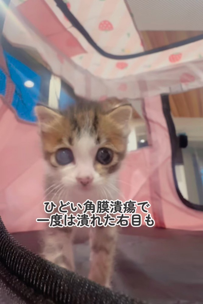 前を見る子猫