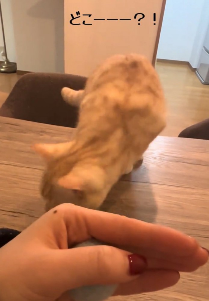 テーブルの上に登る猫