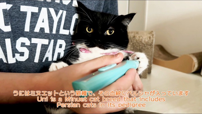 飼い主に指の間の毛を剃られて目を丸くする猫