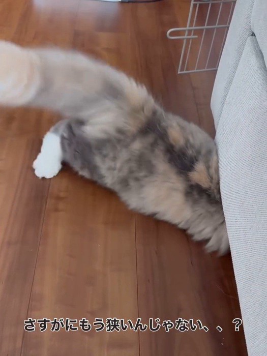 ソファーの下に入る猫