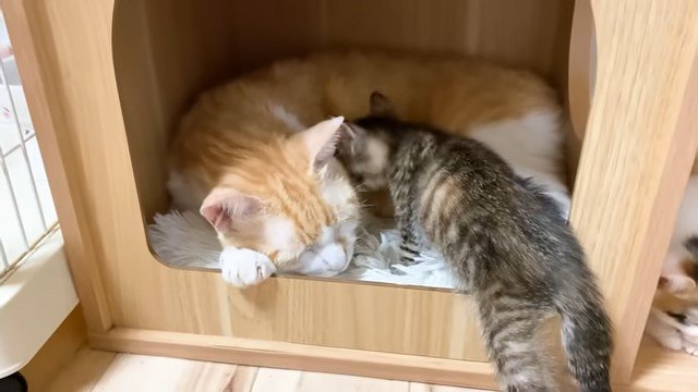 キャットハウスの中で寝る猫とそこに入っていく子猫