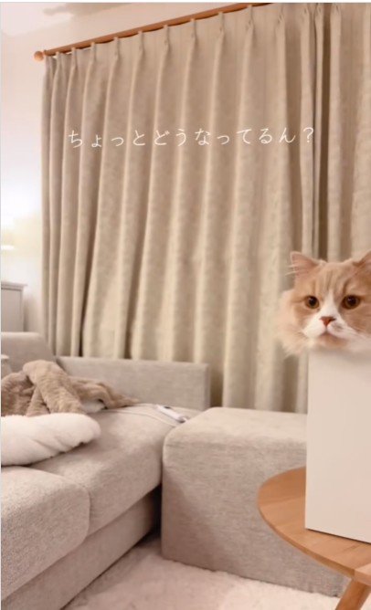 ファイルボックスに入っている猫