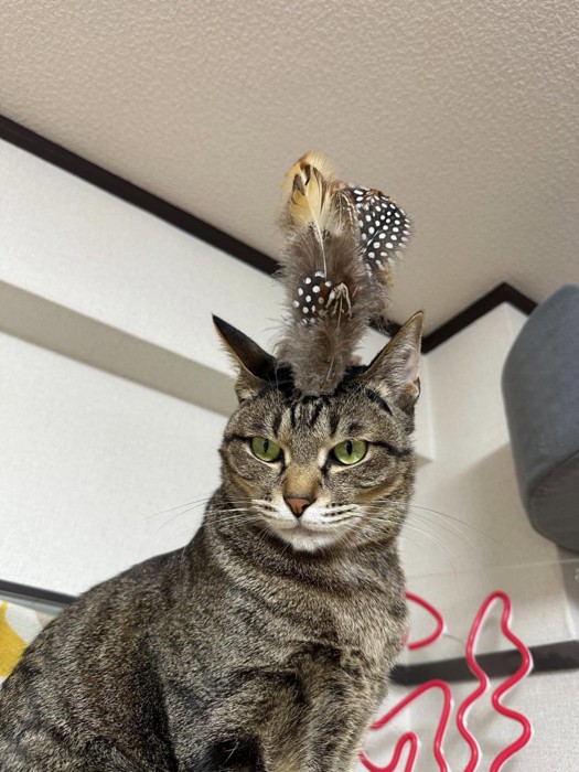羽のアイテムを被った猫
