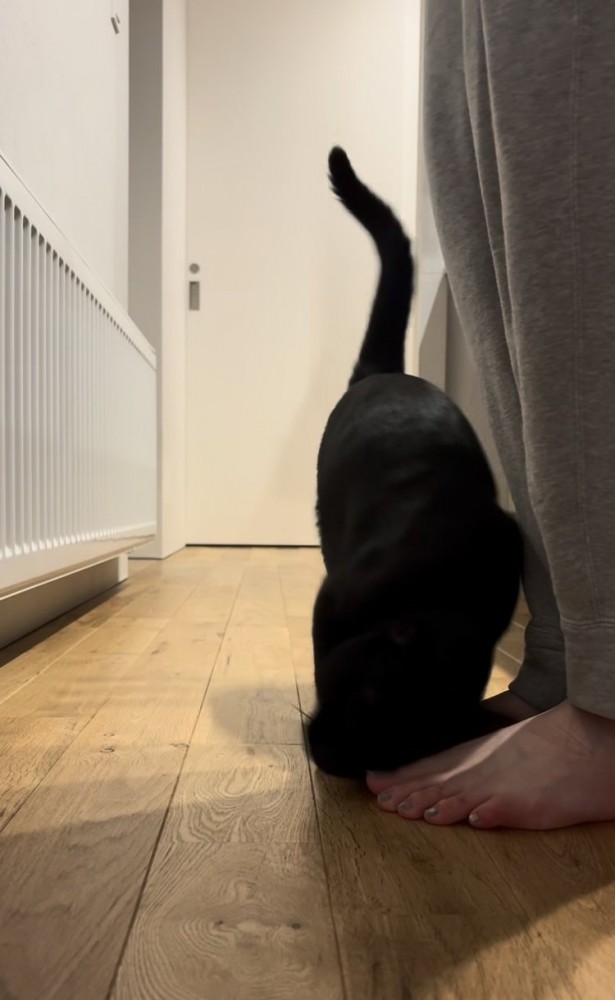 ママさんの足にスリスリする黒猫