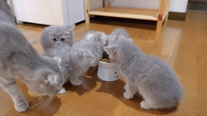 ドライフードを食べている子猫の写真