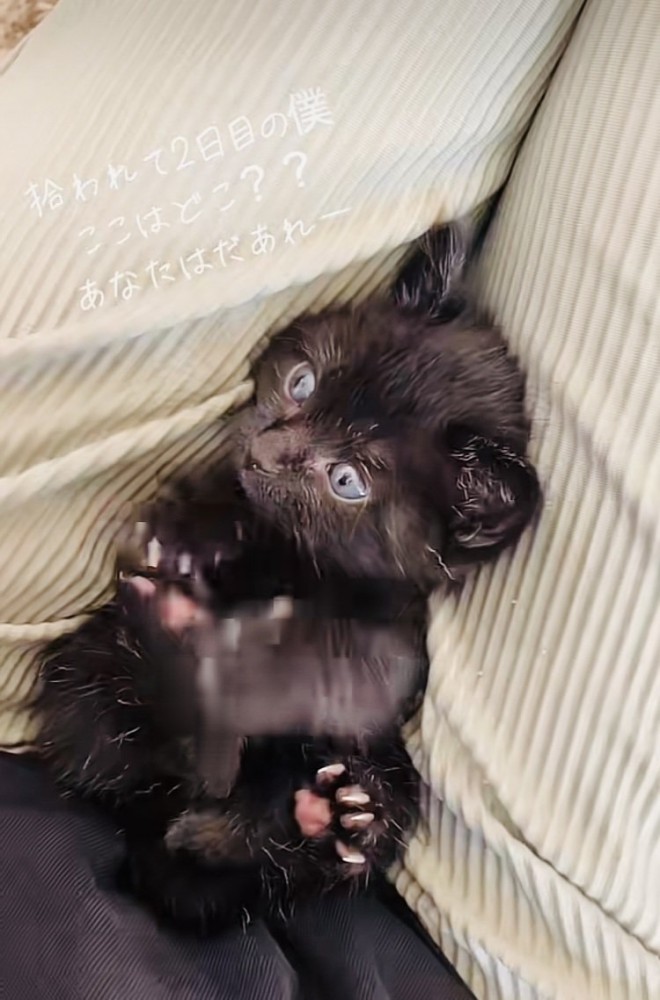 ママの足の上で仰向けに寝る赤ちゃん猫