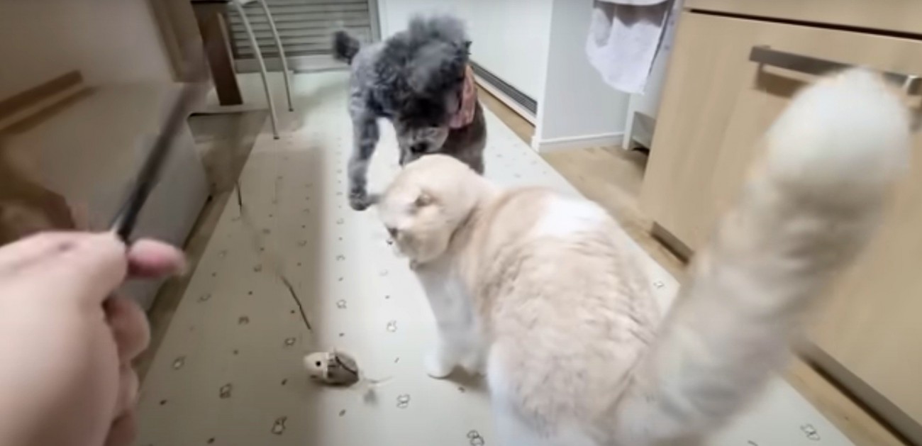 おもちゃで遊ぶ犬と猫