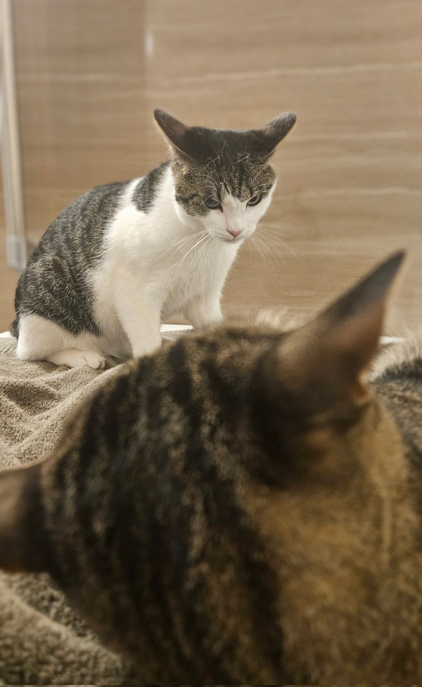 怒ってるキジ白猫