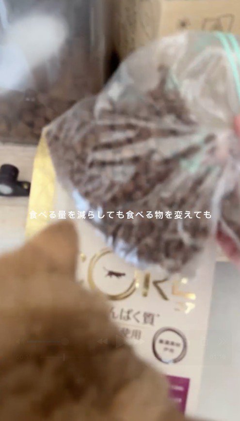 キャットフードを見つめる猫