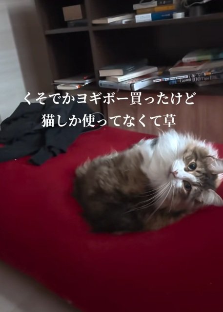 ビーズソファーでくつろぐノルウェージャンフォレストキャット