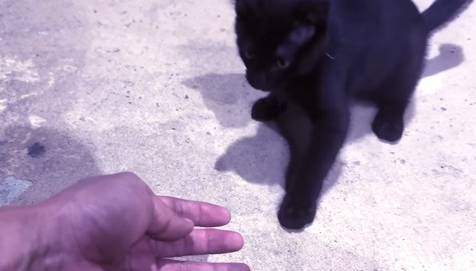 手に警戒する子猫