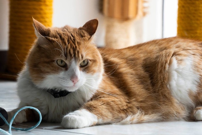 毛並みの綺麗な猫