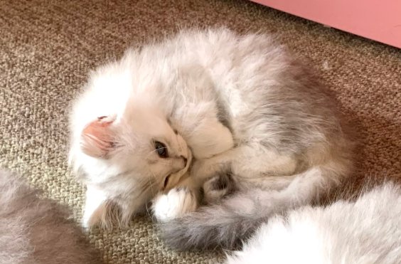 丸くなりながら目が開いている子猫