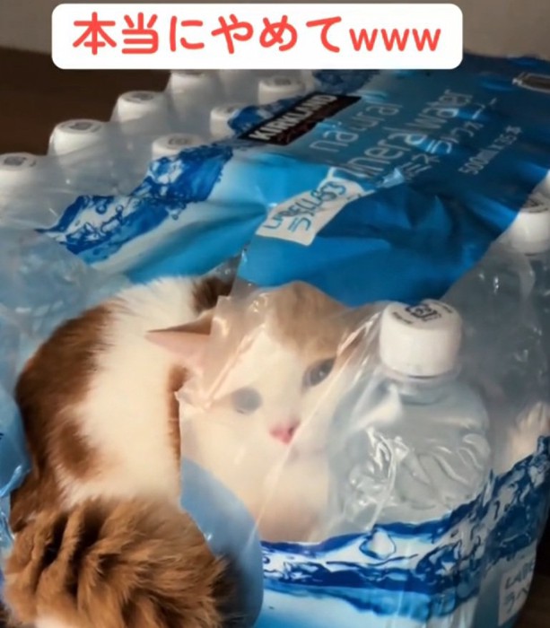 ペットボトルの袋に入る猫