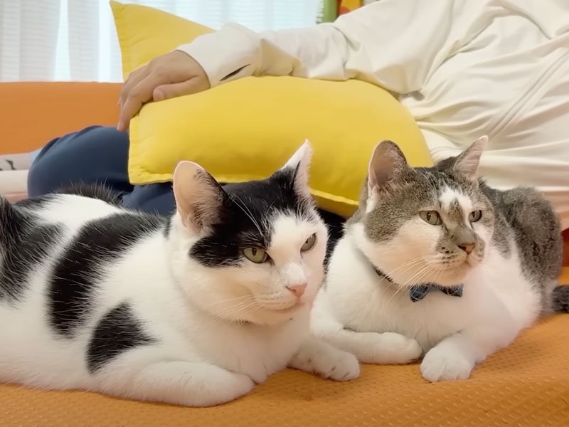 ソファの上の猫たち