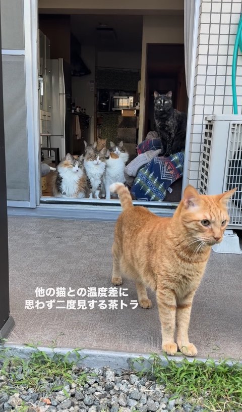 外で立ち止まっている茶トラ