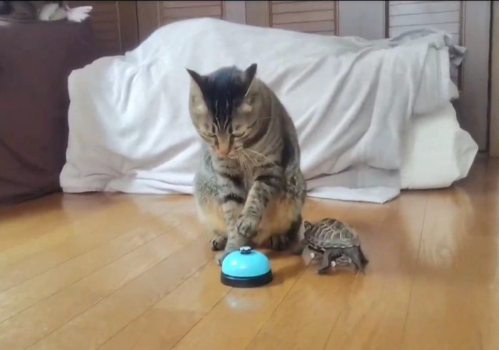 ベルを鳴らす猫